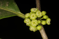 Casearia ovata